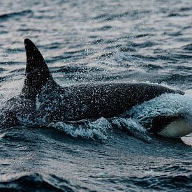 Orca van Judith Noorlandt