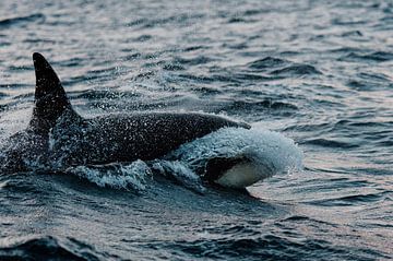 Orca by Judith Noorlandt