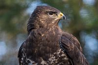 Mäusebussard in Nahaufnahme