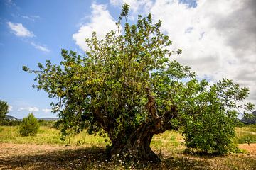 Typical majestic old Mediterranean carob tree in Spain by Arte D'España