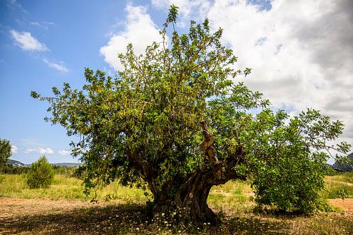 Typische majestueuze oude mediterrane johannesbroodboom in Spanje
