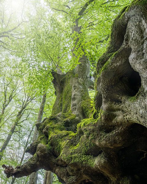 Salmwald, Eifel, Rhineland-Palatinate, Germany by Alexander Ludwig