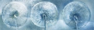Three dandelions
