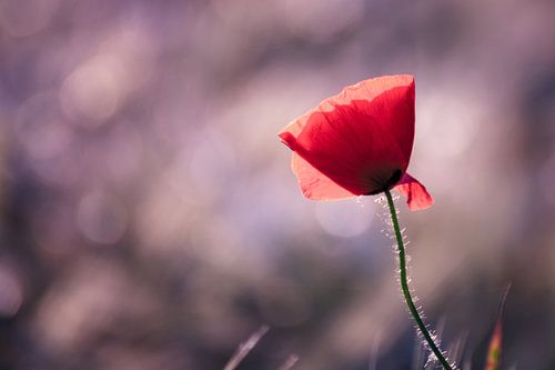 Flower Dreams