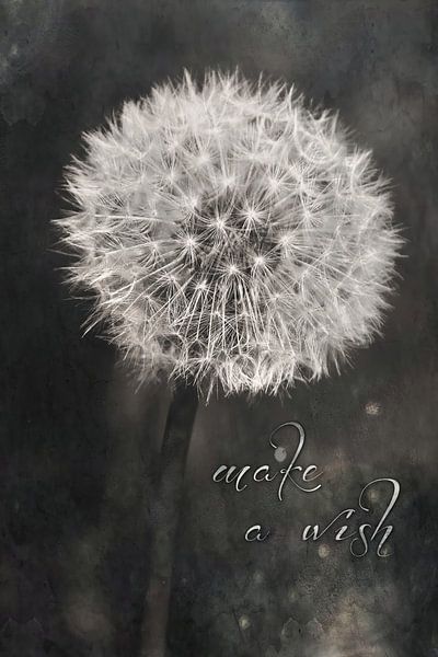 Make a wish - paardebloem met tekst von STUDIO VAN DE VEN & CO