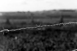 Battle of Messines Ridge
