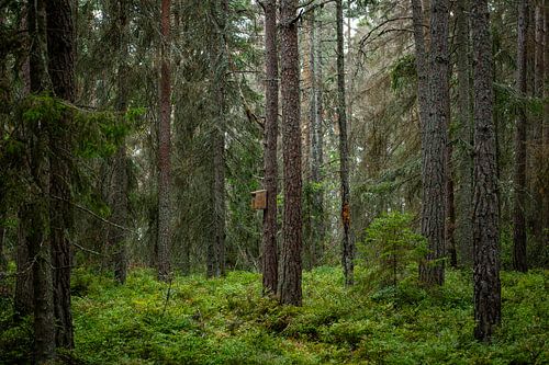 Vogelhaus in der Wildnis