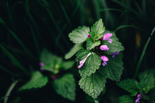 Gundermann met bloemen
