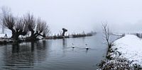 Schwäne schwimmen durch die Kälte auf dem Kromme Rijn an einem verschneiten und nebligen Tag. von Arthur Puls Photography Miniaturansicht