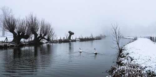 Des cygnes nageant dans le froid sur le Kromme Rijn par un jour de neige et de brouillard.