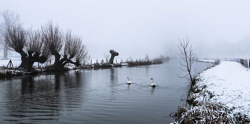 Zwanen zwemmen door de kou op de Kromme Rijn op een sneeuwrijke en mistige dag.