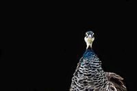 peacock, bird, peacock on black background, bird portrait