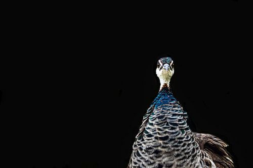 peacock, bird, peacock on black background, bird portrait
