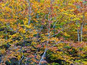 Autumn beeches by Rick Kloekke thumbnail