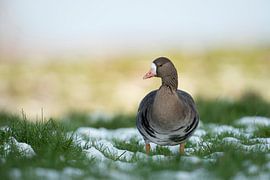 White-fronted Goose *Anser albifrons*