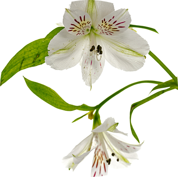 witte alstroemeria  bloemen  van ChrisWillemsen