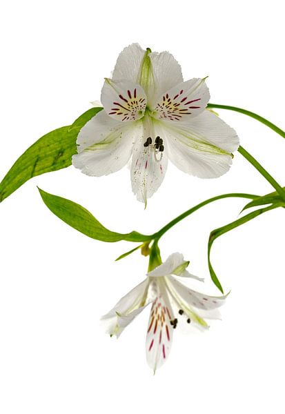 fleurs d'alstroemeria blanches  par ChrisWillemsen