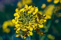 Alyssum
