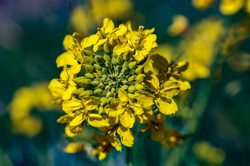 Alyssum by Jaap van den Bosch