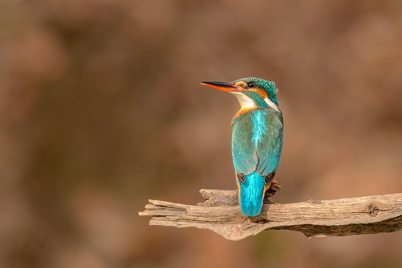 ijsvogel (Alcedo atthis) van Richard Guijt Photography