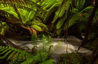 Australien Farn - Paradies - Tasmaniens Regenwald von Jiri Viehmann Miniaturansicht