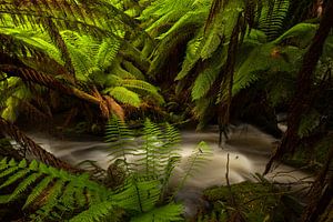 Fougère d'Australie - Paradis - Forêt tropicale de Tasmanie
