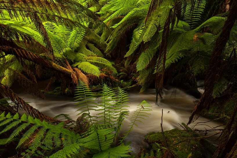Australien Farn - Paradies - Tasmaniens Regenwald von Jiri Viehmann