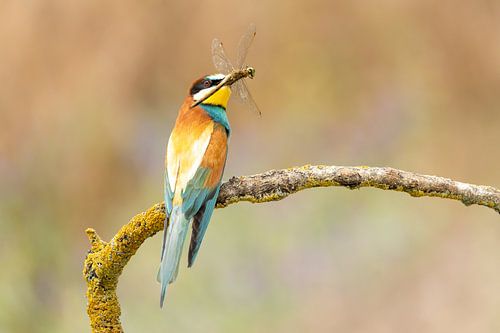 Guêpier avec libellule