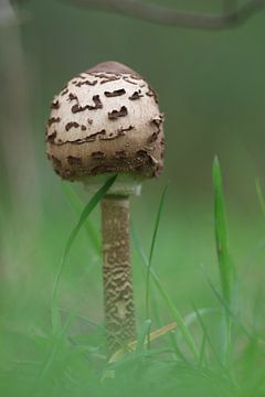 Champignon bolus de taille moyenne sur Daniëlle Eibrink Jansen