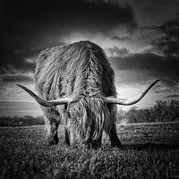 My favourite Highlander bull black and white