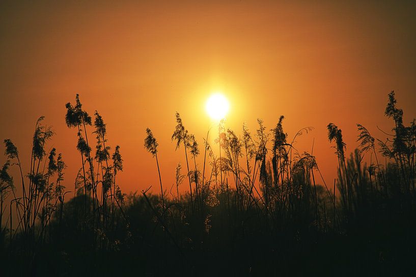 Zonsondergang achter bomen van Martin Köbsch