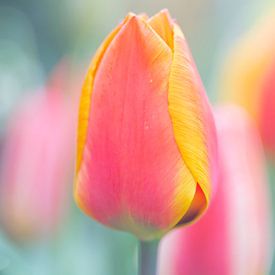 tulp van Jeannette Kliebisch