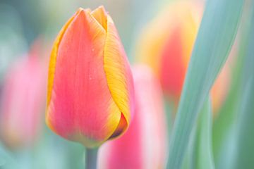 tulip by Jeannette Kliebisch