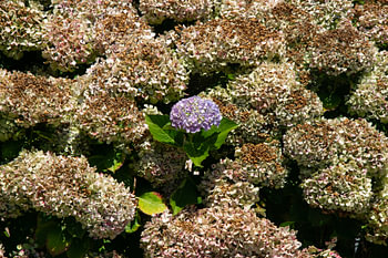 De enige frisse hortensia na een lange, hete, droge zomer.