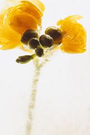 Freesias in ice 2 by Marc Heiligenstein