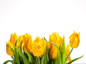 Gele tulpen tegen witte achtergrond