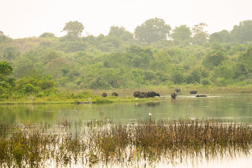 Landscape buffalo in the wildlife park by Nicole Nagtegaal
