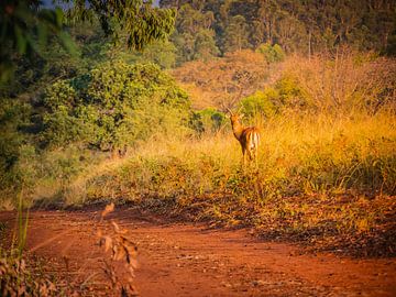 Blesbok dans la réserve naturelle de Mlilwane