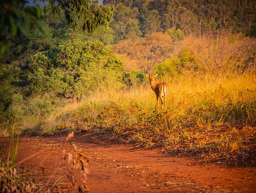 Blesbok in Mlilwane Wildlife Sanctuary