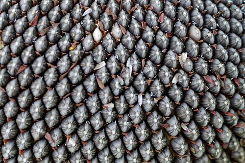 raster van zonnepitten  in hart van zonnebloem