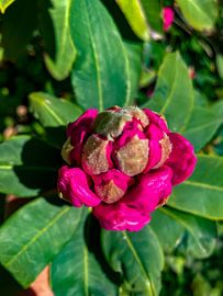 3D rose et vert