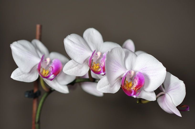 Een bloeiende orchidee van Philipp Klassen
