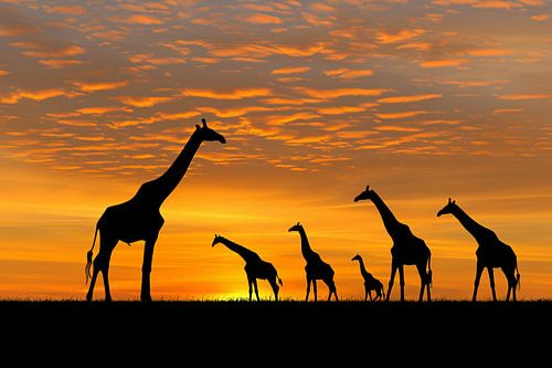 Silhouetgiraffes Zonsondergang Savanne