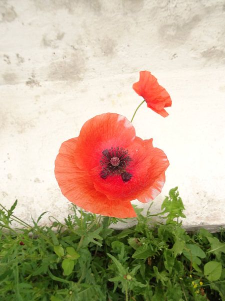 Mohnblumen von Josef Rast Fotografie