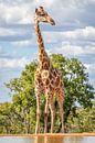 Eine Giraffe, die nach dem Himmel greift. von Gunter Nuyts Miniaturansicht