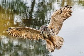 hibou grand-duc d'Europe sur Loek Lobel