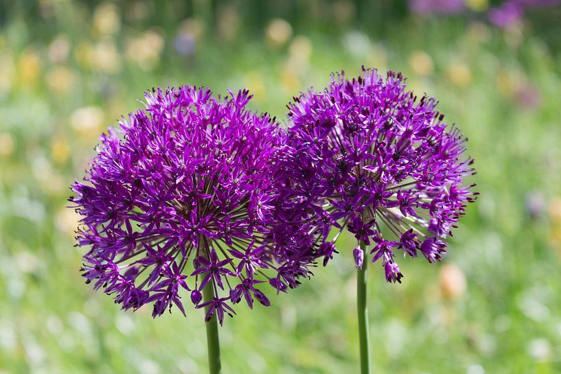 Paarse kogeldistels von Jaap Mulder
