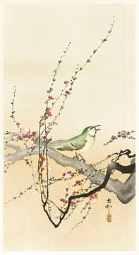 Songbird and plum blossom (1900 - 1936) by Ohara Koson van Studio POPPY
