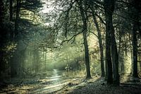 de ochtendzon schijnt door de bomen