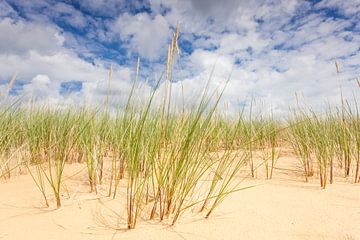 Herbes hautes sur dunes de sable Aekingerzand sur Jurjen Veerman